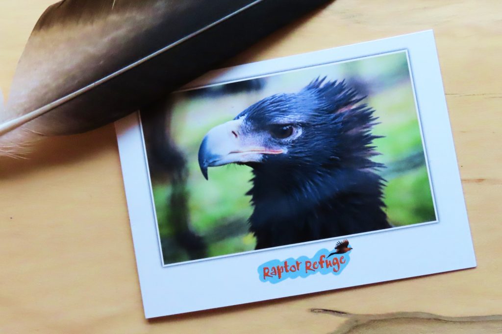 Wedge Tailed Eagle Gift Card 03 Raptor Refuge Inc