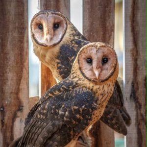 Raptor Refuge Inc. – Tasmanian raptor rehabilitation and conservation