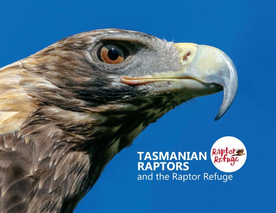 Tasmanian Raptors and the Raptor Refuge