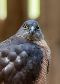 Collard Sparrowhawk-RR 2