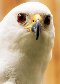 Grey Goshawk (white morph)RR 1