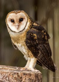 Masked Owl-RR 36