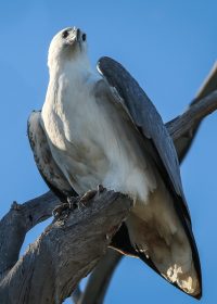 Sea Eagle perched_crop